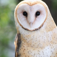 Barn Owls Are Befriending Local Farmers For All The Right Reasons