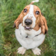 Basset Hound Gets Elected As The Mayor Of A Colorado Town