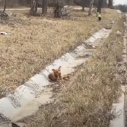 Broken Dog In A Ditch Lays Helpless Until Kind Strangers Arrive