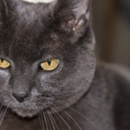 Cat Can’t Handle Himself When His Arch Nemesis Shows Up At The Door