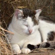 Cat Rescued and Rehabilitated After Being Frozen to Cement Porch