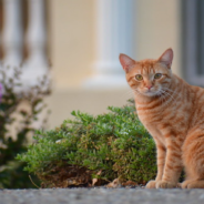 Cat Tries To Hunt But Ends Up Faceplanting In The Bushes