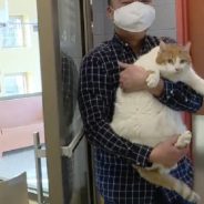 Chonky Shelter Cat With Lots Of Love To Give Seeking Someone To Give Him A Home