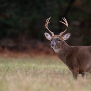 Colorado Parks and Wildlife Officer Frees Deer Entangled in Christmas Lights