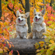 Corig Sisters Love Chewing On Sticks Together