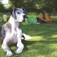 Couple Gets Rid Of Dining Room Table To Give Their Dogs More Space