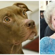 Detroit Dog Rescue Plans To Play “Golden Girls” Theme Song Every Time A Dog Is Adopted As A Tribute To Betty White