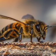 Disney’s Life-Sized Gingerbread Houses Feed Bees After The Holidays