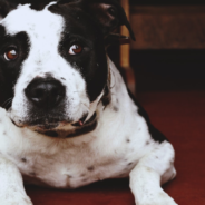 Dog Drags Chair Over To Sit Closer To Owner