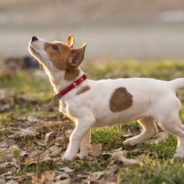 Dog Goes to Neighbor’s House Every Single Day Until His Owner Agrees to Let Him Stay There