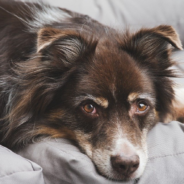 Dog Helps Her Deaf Sibling Navigate Life