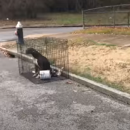 Dog Left On The Side Of The Road Just Wants To Be Loved