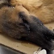 Dog Left To Die In Heap Of Trash Defies All Odds And Pulls Through