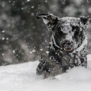 Dog Lost During Caldor Fire Found Alive On Snowy Mountain And Reunited With Family