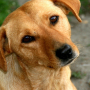 Dog Rings The Doorbell To Tell His Family He’s Ready To Come Inside