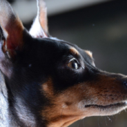 Dog Uses “Puppy Dog” Face To Beg His Owner For Food