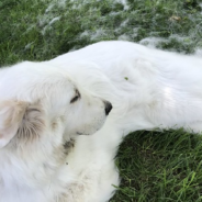 Elderly Dog Lived Her Until Life As A Stray Until She Was Hit By A Car