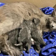 Emaciated Mother Cat and Her Kittens Rescued From Bin