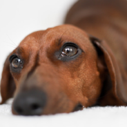 Excited Dachshund Does “Zoomies” On His Parents’ Bed