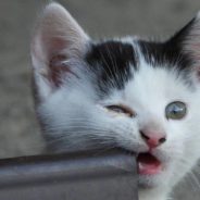 Family Finds Paw Prints in the Snow All Winter, Finally Meets the Cat Who Made Them