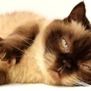 FDA Approves “Groundbreaking” Treatment For Cats With Arthritis