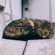 Feral Cat Rescued at Mosque Hisses at Everyone Except Her Fur Mom