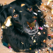 Fireworks Created A Crisis For Pets This New Year’s