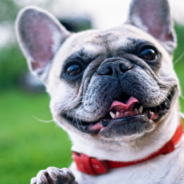 French Bulldog Squeezes Himself Into Tiny Cat House