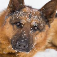 German Shepherd Build His Own Snowman