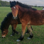 Girl Befriends Family Of Horses In Adorable Viral Video