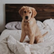 Golden Retriever Puppy Refuses To Get Out Of Bed In Relatable Viral Video