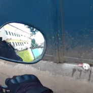 Good Samaritans Stop To Free Dog With Head Trapped Under Heavy Gate