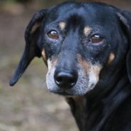 Heartbroken Senior Dog Who Looked For His Deceased Owner Every Day Finds New Home