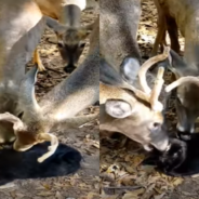 Herd Of Deer Gather Around And Lick Black Cat