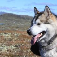 Hero Dog Saves Injured Hiker By Keeping Him Warm Until Help Arrives