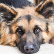 Homeless German Shepherd Mourns The Loss Of Her Baby