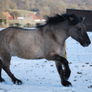 Horse Kicks A Tree And Farts On Dog Before Running Away