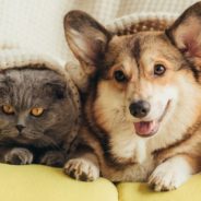 How Much Will Your Pet Cost You Throughout its Life? A Large Survey Provides an Estimate