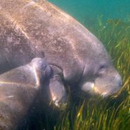 It’s A Make-Or-Break Moment For Florida’s Manatees. Here’s How You Can Help Save Them