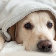 Labrador Brings Her Blankie Wherever She Goes