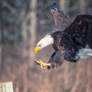 Lead Ammunition is Stunting Bald Eagle Recovery in the Northeast