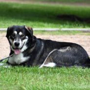 Longterm Shelter Dog with ‘Aggression Issues’ Gets Adopted, Becomes Affectionate Pet