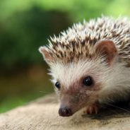 Man Saves Hedgehog That Had Been Soaked with Crude Oil