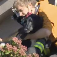 Miracle Dog Rescued Nearly A Week After Everyone Thought She Died In A Landslide