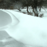 Missing 10-Year-Old Girl Survives Russian Blizzard By Hugging Stray Dog