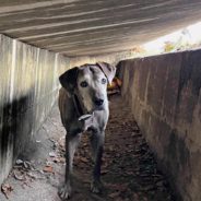 Missing San Antonio Dog Rescued From Storm Drain