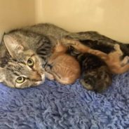 Mother Cat Keeps Her Kittens Alive Despite Having a Severed Spine