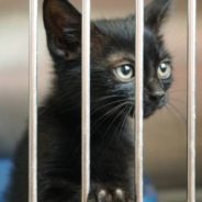 Nationwide Shelter Crisis: Over 100,000 Additional Shelter Dogs & Cats At Risk Over Last Year