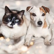 New Year’s resolutions for dogs and cats