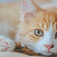 Owner Gifts His Cats A Giant Ball Pit With 500 Balls